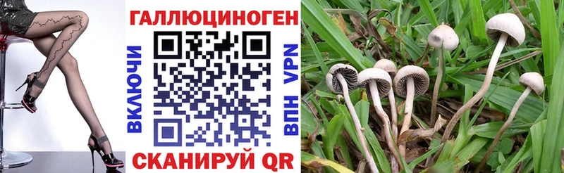 Псилоцибиновые грибы Psilocybine cubensis  Купить закладки  Малмыж 